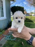 Lily , a female Poodle - Toy  for sale in Hayward, CA – Photo 2 of 2