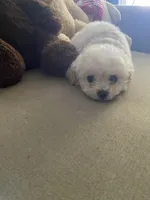 Lily , a female Poodle - Toy  for sale in Hayward, CA – Photo 3 of 4