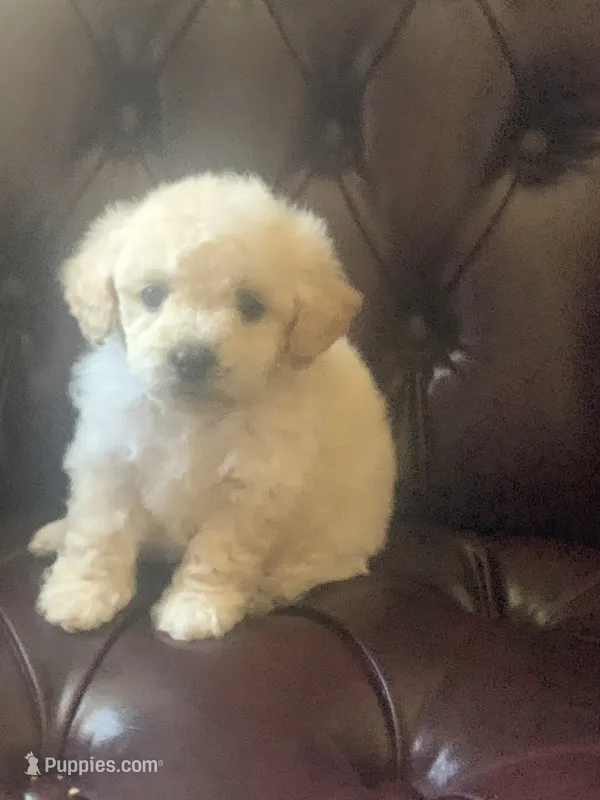 Sunny  – Poodle - Toy  puppy for sale in Hayward, CA
