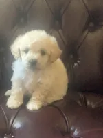 Sunny , a female Poodle - Toy  for sale in Hayward, CA – 1 of 1