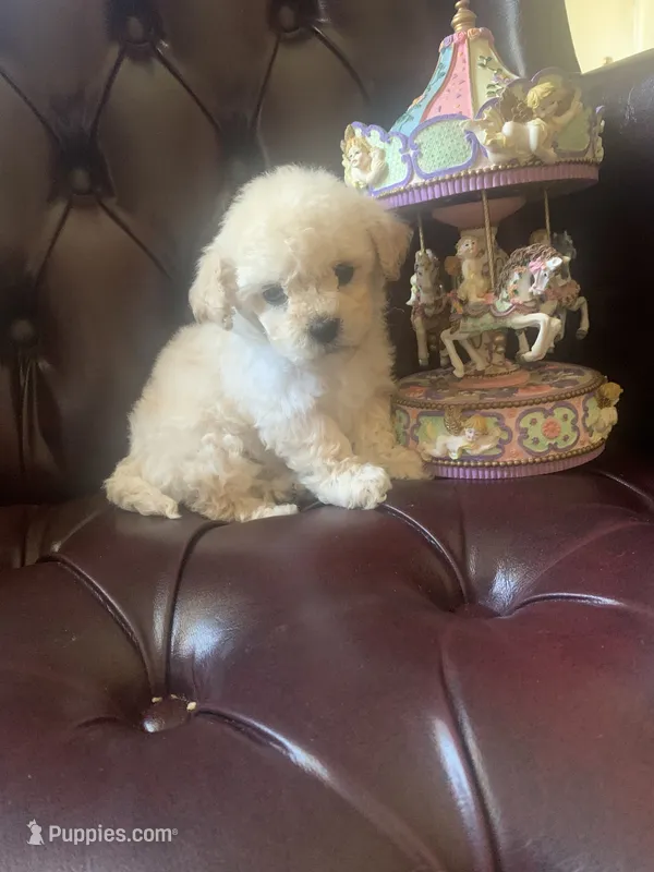 Lily  – Poodle - Toy  puppy for sale in Hayward, CA