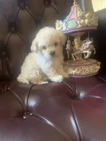 Lily , a female Poodle - Toy  for sale in Hayward, CA – 1 of 1