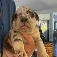 Pepper Jack, a male French Bulldog for sale in Watkinsville, GA – 6 of 7
