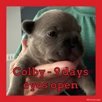 Colby, a male French Bulldog for sale in Watkinsville, GA – 6 of 8