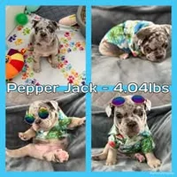 Pepper Jack, a male French Bulldog for sale in Watkinsville, GA – 5 of 7