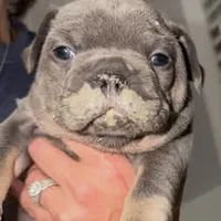 Colby, a male French Bulldog for sale in Watkinsville, GA – 8 of 8