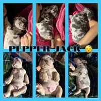 Pepper Jack, a male French Bulldog for sale in Watkinsville, GA – 4 of 7
