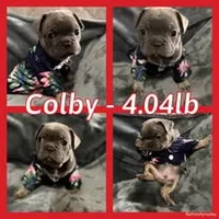Colby, a male French Bulldog for sale in Watkinsville, GA – 7 of 8