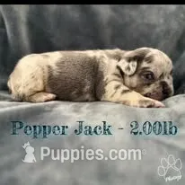 Pepper Jack – French Bulldog puppy for sale in Watkinsville, GA