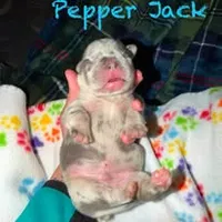 Pepper Jack, a male French Bulldog for sale in Watkinsville, GA – 3 of 7