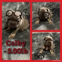 Colby, a male French Bulldog for sale in Watkinsville, GA – 4 of 8