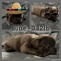 Blue, a male French Bulldog for sale in Watkinsville, GA – 2 of 5