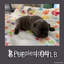 Blue – French Bulldog puppy for sale in Watkinsville, GA