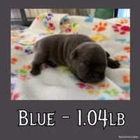 Blue, a male French Bulldog for sale in Watkinsville, GA – 1 of 5