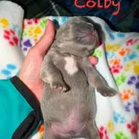 Colby, a male French Bulldog for sale in Watkinsville, GA – 3 of 8