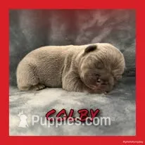 Colby – French Bulldog puppy for sale in Watkinsville, GA