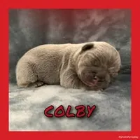 Colby, a male French Bulldog for sale in Watkinsville, GA – 1 of 8