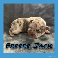 Pepper Jack, a male French Bulldog for sale in Watkinsville, GA – 7 of 7