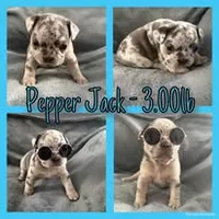 Pepper Jack, a male French Bulldog for sale in Watkinsville, GA – 2 of 7