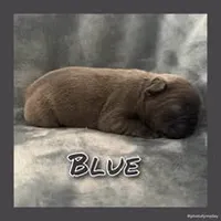 Blue, a male French Bulldog for sale in Watkinsville, GA – 5 of 5