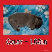 Colby, a male French Bulldog for sale in Watkinsville, GA – 2 of 8