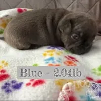 Blue, a male French Bulldog for sale in Watkinsville, GA – 4 of 5