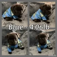Blue, a male French Bulldog for sale in Watkinsville, GA – 3 of 5