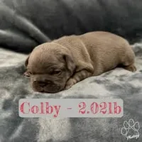 Colby, a male French Bulldog for sale in Watkinsville, GA – 5 of 8