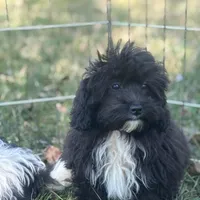 Lucy, a female Shihpoo for sale in Salisbury, NC – Photo 1 of 4