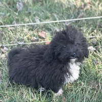 Lucy, a female Shihpoo for sale in Salisbury, NC – Photo 4 of 4
