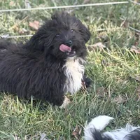 Lucy, a female Shihpoo for sale in Salisbury, NC – Photo 3 of 4