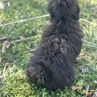 Lucy, a female Shihpoo for sale in Salisbury, NC – Photo 2 of 4