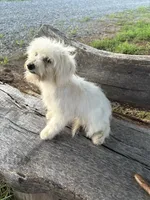 Brit, a female Maltipoo for sale in Salisbury, NC – Photo 3 of 3