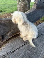Brit, a female Maltipoo for sale in Salisbury, NC – Photo 2 of 3