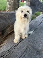 Brit, a female Maltipoo for sale in Salisbury, NC – Photo 1 of 3