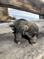 Missy, a female Miniature Schnauzer for sale in Salisbury, NC – Photo 3 of 3