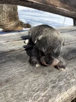 Missy, a female Miniature Schnauzer for sale in Salisbury, NC – Photo 2 of 3