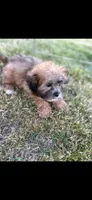 Rudy, a male Shihpoo for sale in Salisbury, NC – Photo 2 of 4