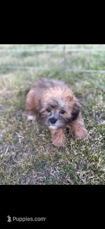 Rudy – Shihpoo puppy for sale in Salisbury, NC