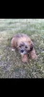 Rudy, a male Shihpoo for sale in Salisbury, NC – Photo 1 of 4