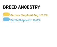 Beretta, a female German Shepherd Dog for sale in Salisbury, NC – Photo 3 of 4