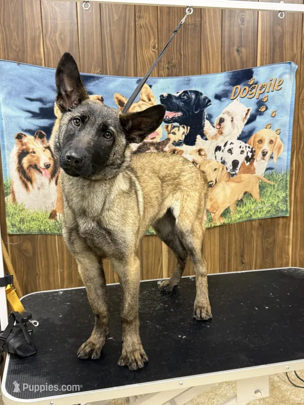 Beretta – German Shepherd Dog puppy for sale in Salisbury, NC