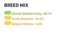 Beretta, a female German Shepherd Dog for sale in Salisbury, NC – Photo 4 of 4