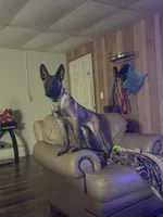 Beretta, a female German Shepherd Dog for sale in Salisbury, NC – Photo 2 of 4