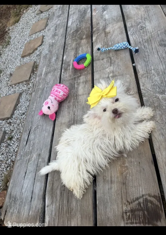 Remi, a female Shihpoo for sale in Salisbury, NC – 1 of 3