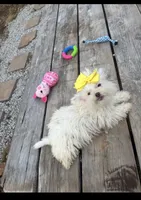 Remi, a female Shihpoo for sale in Salisbury, NC – 1 of 3