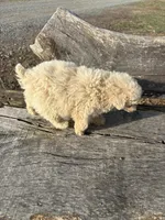 Baxter, a male Poodle - Toy  for sale in Salisbury, NC – Photo 3 of 3
