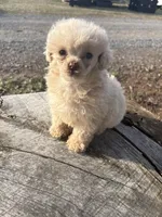 Baxter, a male Poodle - Toy  for sale in Salisbury, NC – Photo 2 of 3