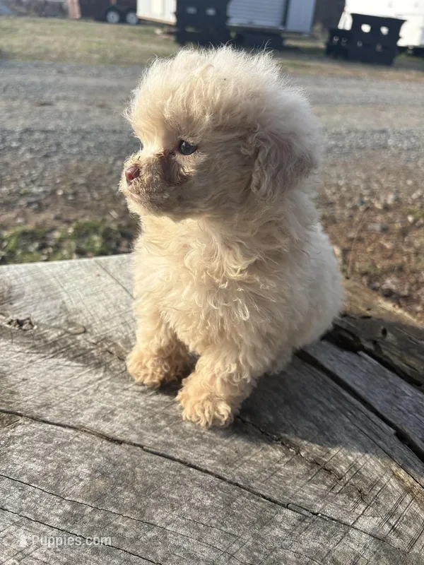 Baxter, a male Poodle - Toy  for sale in Salisbury, NC – Photo 1 of 3