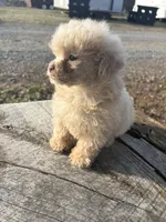 Baxter, a male Poodle - Toy  for sale in Salisbury, NC – Photo 1 of 3